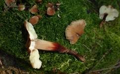 Rotstieliger Rübling, Foto 19