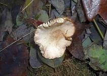 Rotstieliger Rübling, Foto 20