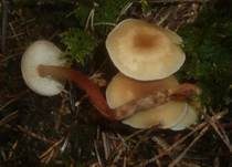Rotstieliger Rübling, Foto 25