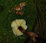 Rotstieliger Rübling, Foto 27