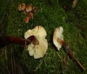 Rotstieliger Rübling, Foto 28