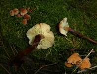 Rotstieliger Rübling, Foto 29