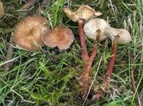 Rotstieliger Rübling, Foto 11
