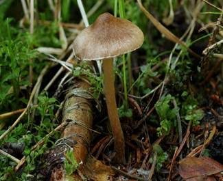 Rübenfüßiger Risspilz, Foto 3