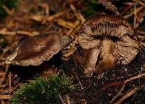 Rübenfüßiger Risspilz, Foto 19