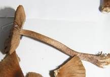 Rübenfüßiger Risspilz, Foto 30