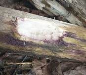 Rubinroter Rindenpilz, Foto 5