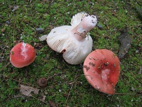 Rubinroter Täubling, Foto 3