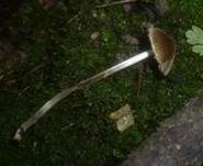 Rundlichsporiger Glöckling, Foto 17