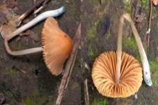 Blaufuß-Samthäubchen, Foto 4