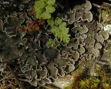Rundrandige Blattflechte, Foto 5
