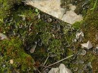 Rundrandige Blattflechte, Foto 10