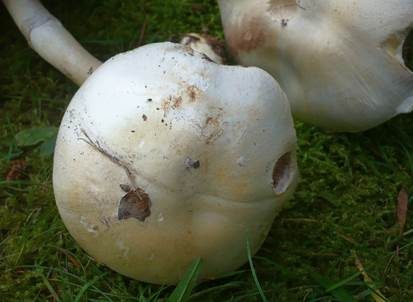 Rundsporiger Egerling, Foto 4