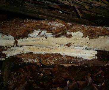 Rundsporiger Membranrindenpilz, Foto 3