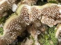 Rundsporiger Resupinatstacheling, Foto 17