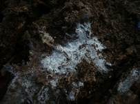 Rundsporiger Stachelsporling, Foto 4