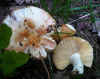 Rundsporiger Täubling, Foto 2