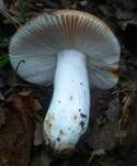 Rundsporiger Täubling, Foto 13