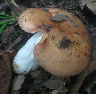 Rundsporiger Täubling, Foto 4