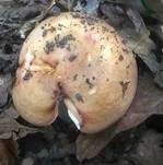 Rundsporiger Täubling, Foto 7