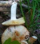 Rundsporiger Täubling, Foto 9