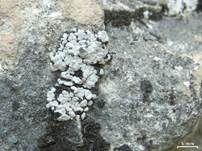 Blaugraue Blasenkruste, Foto 6