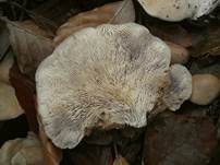 Runzelhütiger Zähling, Foto 15