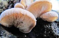 Runzelhütiger Zähling, Foto 6