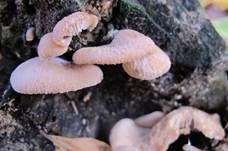 Runzelhütiger Zähling, Foto 7