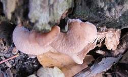 Runzelhütiger Zähling, Foto 8