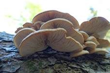 Runzelhütiger Zähling, Foto 9
