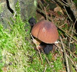 Runzeliger Faserling, Foto 2