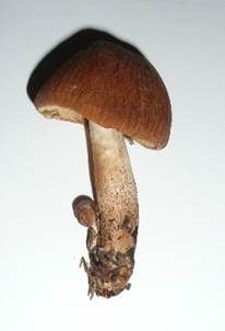 Runzeliger Faserling, Foto 6