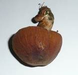 Runzeliger Faserling, Foto 10