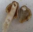 Runzelige Fingerhutverpel, Foto 17