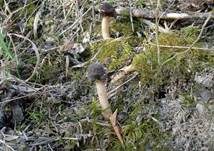 Runzelige Fingerhutverpel, Foto 19