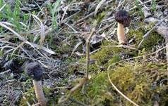 Runzelige Fingerhutverpel, Foto 21