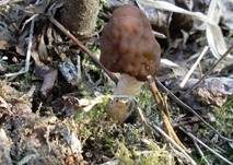 Runzelige Fingerhutverpel, Foto 23