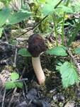 Runzelige Fingerhutverpel, Foto 28