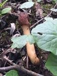 Runzelige Fingerhutverpel, Foto 29