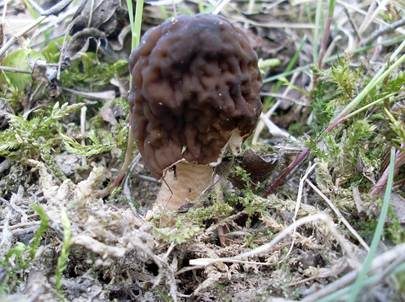 Runzelige Fingerhutverpel, Foto 5