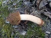 Runzelige Fingerhutverpel, Foto 7