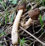 Runzelige Fingerhutverpel, Foto 9