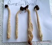 Runzelige Koralle, Foto 19