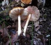Runzeliger Dachpilz, Foto 15