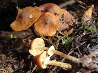 Runzeliger Glockenschüppling, Foto 12
