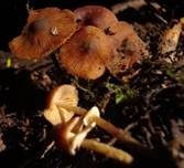 Runzeliger Glockenschüppling, Foto 13