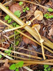 Runzeliger Glockenschüppling, Foto 5