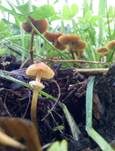 Runzeliger Glockenschüppling, Foto 8