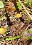 Runzeliger Glockenschüppling, Foto 10